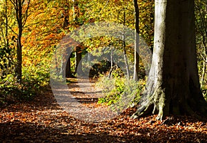 Autumn in Derbyshire