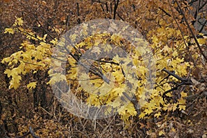 Autumn in Dersim`s Pulumur Valley, Tunceli, Turkey