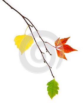 Autumn design element / beautiful real leaves