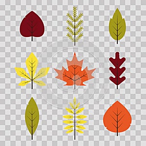 Autumn different leaves set in flat style. Red, green, yellow, orange leaf on transparent background. Maple, spruce, oak