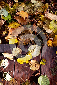 Autumn dirty old yellow leaves in October high angle view, nature background with space for text