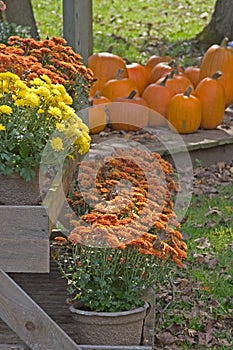 Autumn Display