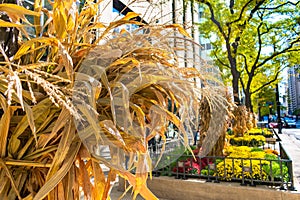 Autumn Display of Cornstalks along Michigan Avenue in Chicago