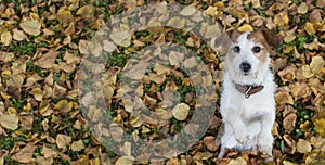 AUTUMN DOG BANNER BACKGROUNDS. CUTE JACK RUSSELL DOG SITTING ON TWO LEGS BEGGING FOOD ON YELLOW FALL LEAVES