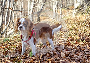 Autumn and dog. King Charles Cavalier dog with leaves. Dold and red color, walk in the park