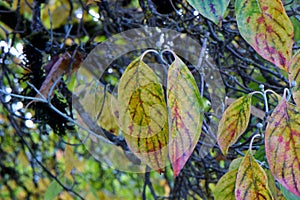 Autumn Dogwood Leaf Duo 05