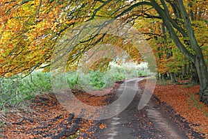 Autumn down an English Leafy Lane