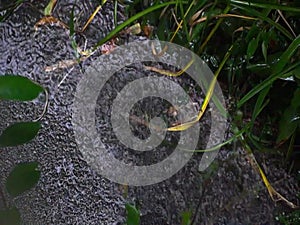 Autumn downpour falls on the paved path into a puddle, flooding the greenery.