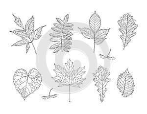 Autumn drawing leaves set. Isolated objects. Hand drawn illustrations.