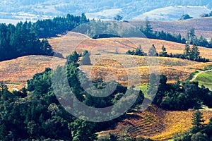 Autumn Dream - Autumn grape vines paint reds and yellows over rolling hills. Alexander Valley, California, USA