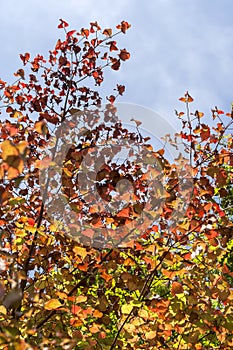 Autumn dressed trees