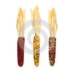 Autumn dried corn husks isolated on white