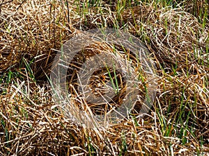 Autumn dried grass, blurred background, texture
