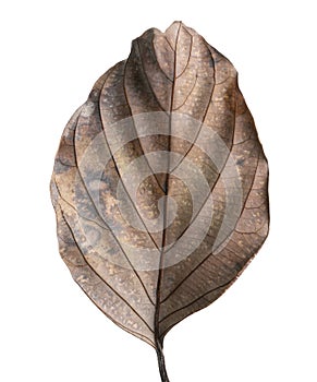 Autumn dried leaf, Sear brown foliage, Macro view on texture wilted autumn leaves isolated on white background with clipping path