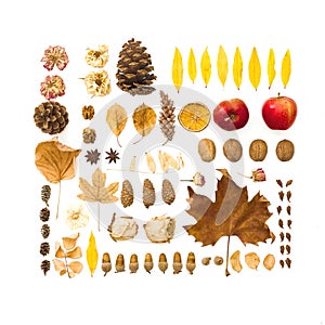 Autumn dried leaves, flowers, walnuts, pine cones on white background. Autumn, thanksgiving day concept. Flat lay