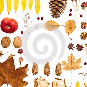 Autumn dried leaves, flowers, walnuts, pine cones on white background. Autumn, thanksgiving day concept. Flat lay, top view