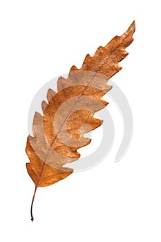 Autumn dry botany leaf from tree isolated on white background