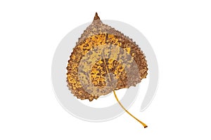 Autumn dry brown spotted poplar leaf isolated on white background. Transparent png additional format