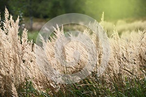 Autumn dry grass is illuminated by the sun.