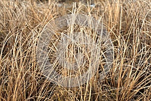 Autumn dry grass sedge