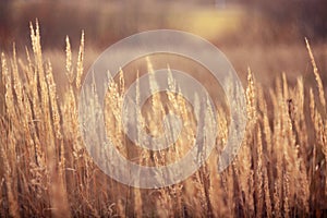 Autumn dry grass sedge