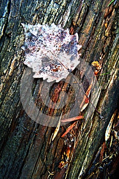 Autumn dry leaf on wood