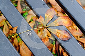 Autumn dry leave on the bench in the park