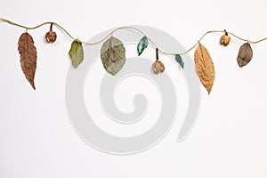 Autumn dry leaves hanging on a string with white background