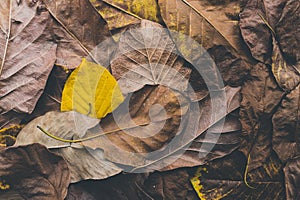 Autumn, dry leaves are yellow, orange, and brown close-up