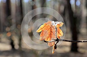 Autumn dry oak leaf on tree twig