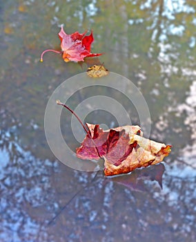 Autumn dry red maple leaf on a water surface