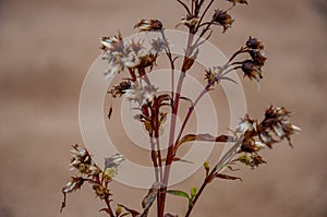 Autumn dry wild flower plant in the meadow on the background with sand