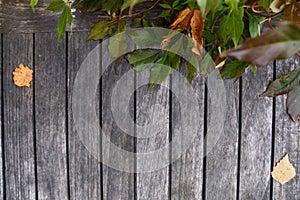 Autumn dry yellow leaves and pine cones over wooden background. Wood Background with copy space