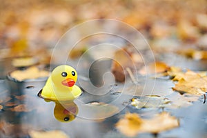 Autumn duck toy in puddle with leaves