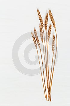 Autumn ears of wheat gold colored, creative still life on light concrete background