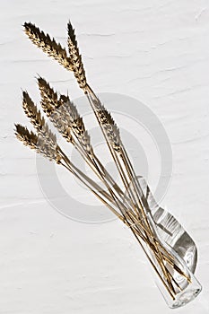 Autumn ears of wheat gold colored, creative still life on light concrete background. Top view on decorative wheat in