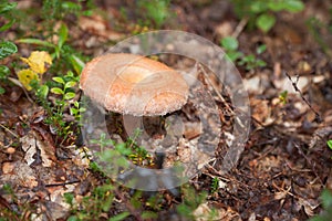 Autumn edible fungi - Lactarius torminosus photo