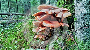 In autumn, edible mushrooms of honey agaric grow in the forest on dead wood, stumps and trunks of old trees. The soil and stumps a