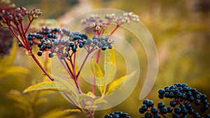 Autumn elderberry bush with yellow foliage, ripe black berry in warm yellow shades