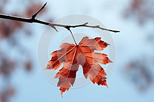 Autumn elegance red leaf suspended against a calm blue sky