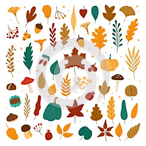 Autumn elements. Leaves, acorns, chestnuts, berries, pumpkins, mushrooms. Fall forest foliage and autumnal elements hand