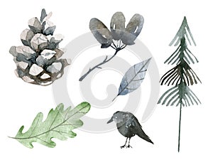 Autumn elements set. cone, Raven, acorn, oak, leaves, fir tree, coniferous, evergreen, collection on white background