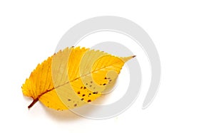 Autumn elm leaf isolated on white background
