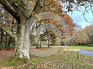 Autumn in Englands oldest forest