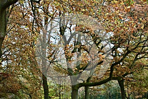 Autumn in Englands oldest forest