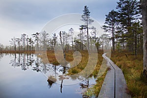 Autumn in Estonian bog.