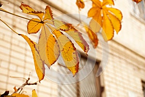 Autumn etude with leaves of a tree