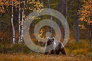Jesenná večerná príroda. Medveď ukrytý v žltom lese. Jesené stromy s medveďom, zrkadlový odraz. Krásny medveď hnedý chodí okolo