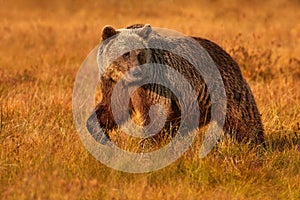 Autumn evening nature. Bear hidden in yellow forest. Fall trees with bear, mirror reflection. Beautiful brown bear walking around