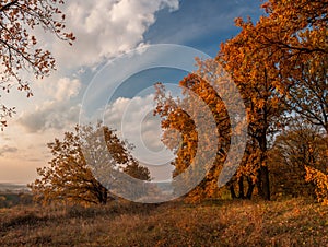 An autumn evening is in an oakery